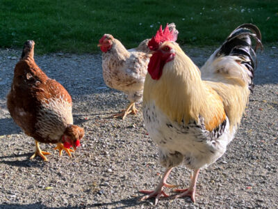 Hahn und Hennen