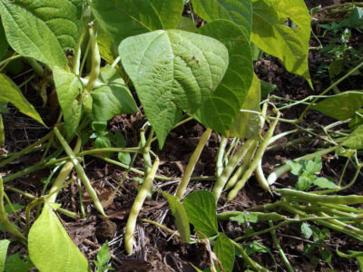 Hülsenfrüchte am Feld