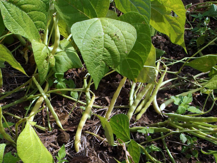 Hülsenfrüchte am Feld