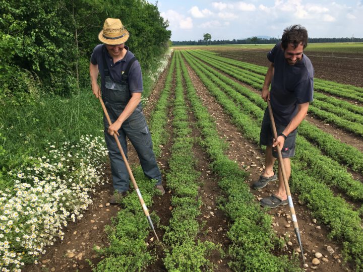 Bauern bei Beikrautregulierung