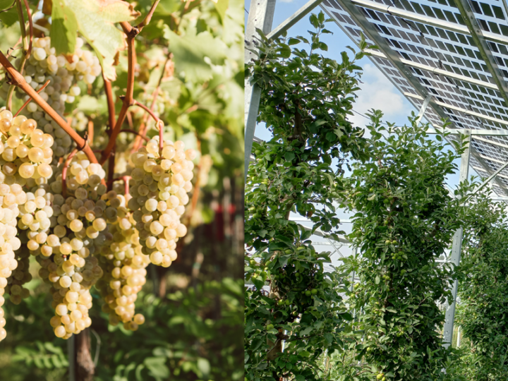 Weintrauben/Dauerkulturen