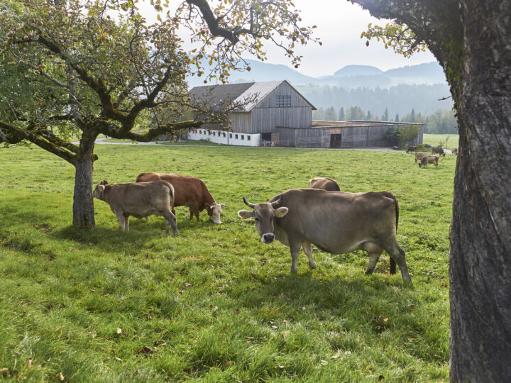 Biohof Lingenhel mit Kühen im Vordergrund