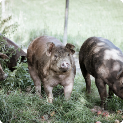 © Wirt z'Schulleredt