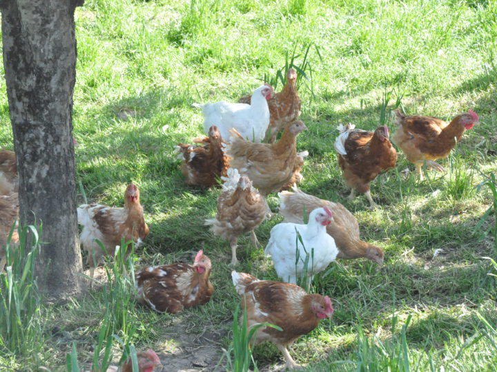 Bio-Hühner auf Wiese