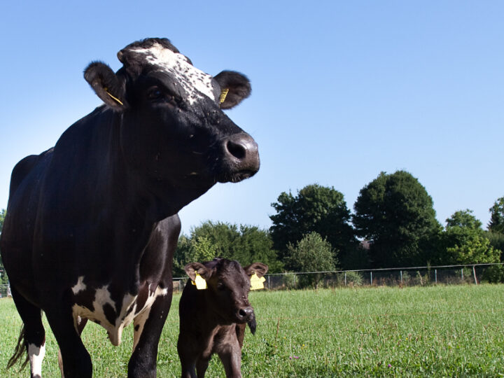 Bio-Kuh mit Kalb auf Weide