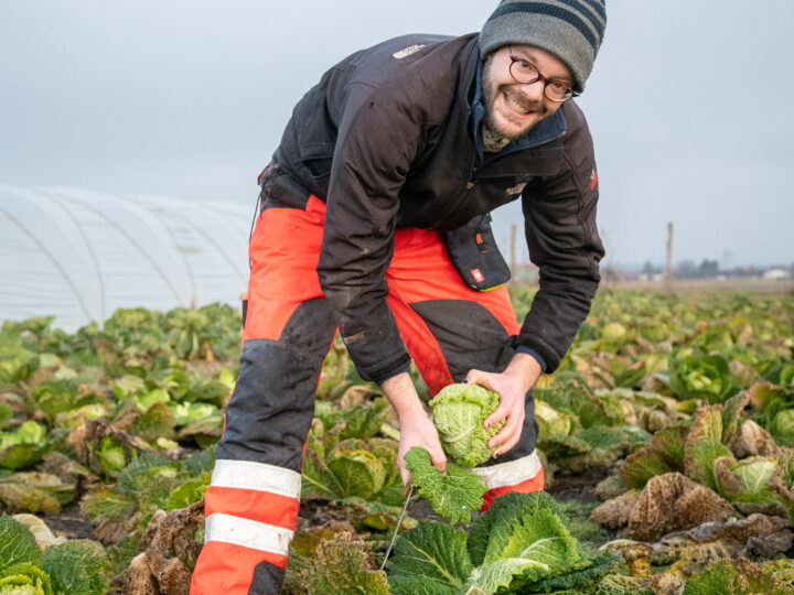 Mann erntet Kraut auf Kohl