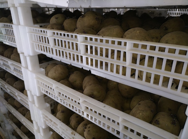 Kartoffel in Steigen