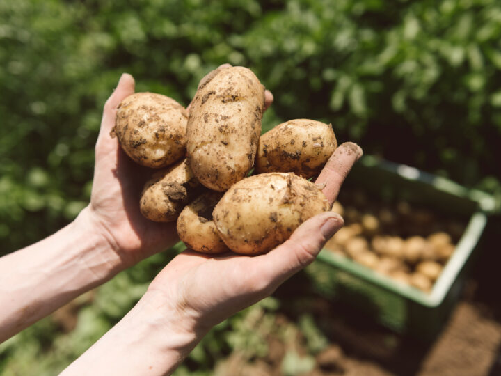 Kartoffel in Händen