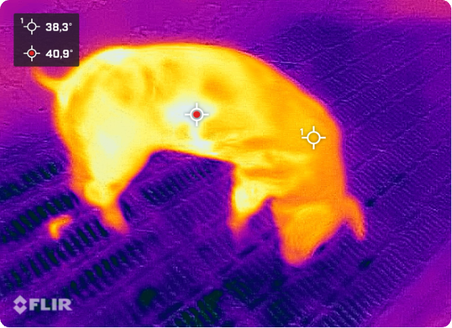 Schwein aus Sicht durch Wärmebildkamera