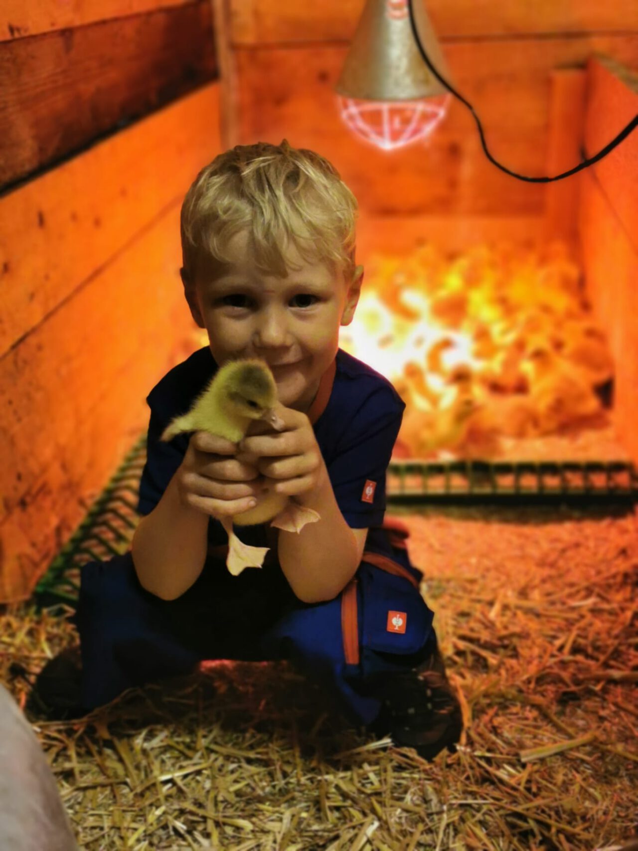 Kind mit Gänse-Küken bei Vom Jogl