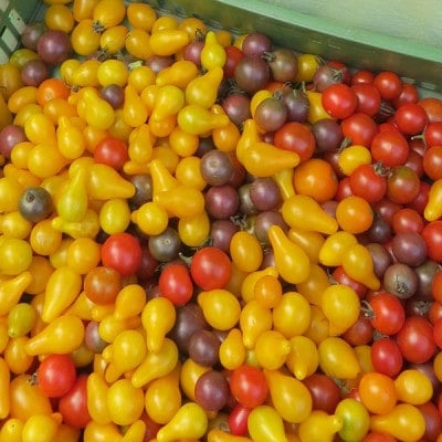 verschiedenste Tomaten