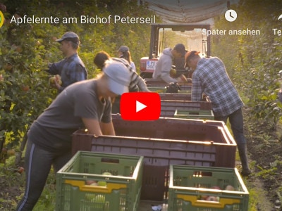 Apfelernte Biohof Peterseil