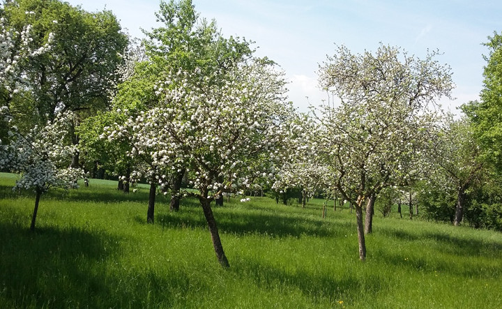 Streuobstwiese