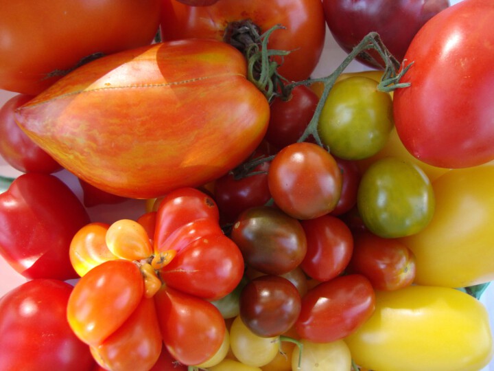 Tomaten und anderes Gemüse