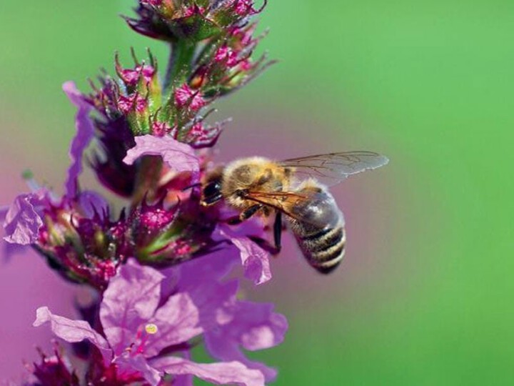 Biene auf einer Blume
