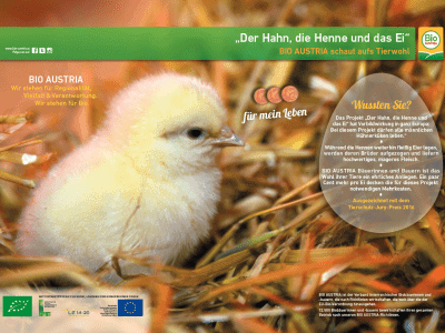 Plakat Der Hahn, die Henne und das Ei