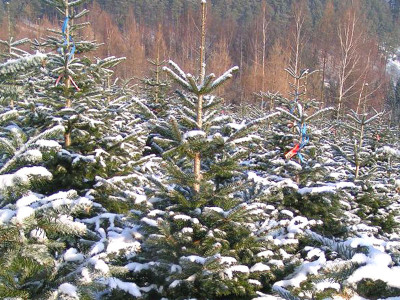 Bio-Christbäume