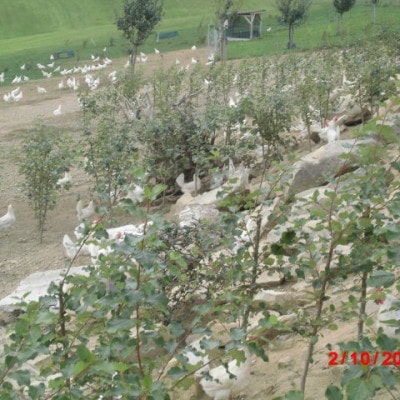 © Eiermacher GmbH Hühner Grünauslauf