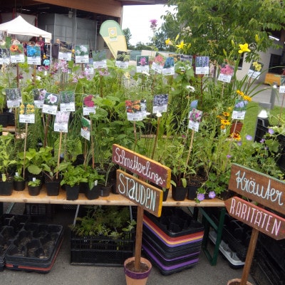 © BIO AUSTRIA Burgenland Jungpflanzen