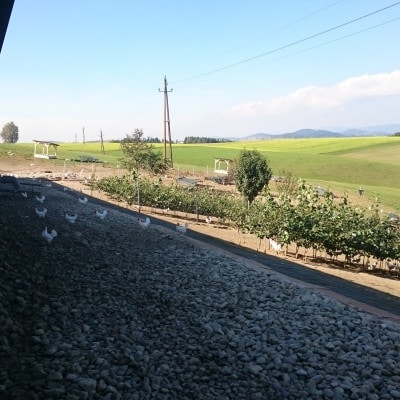 © Eiermacher GmbH Hühner Grünauslauf