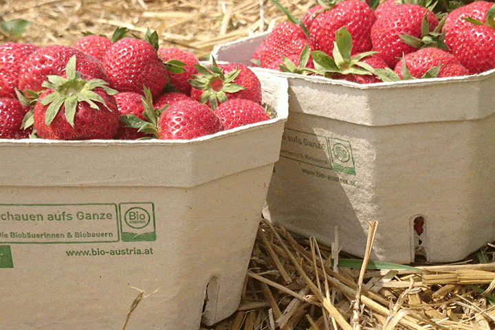 Bio-Erdbeeren in Kartonschalen