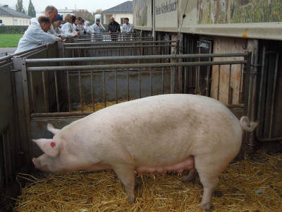 Schweinemutter in ihrem Stall