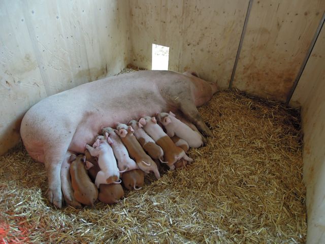 Mutterschwein mit ihrern Ferkeln