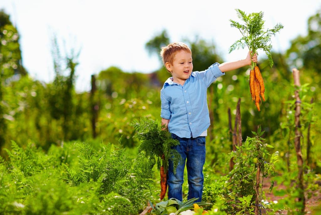 Junge mit einem Bund Karotten in der Hand