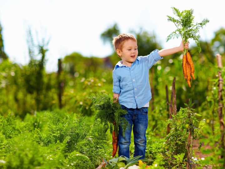 Junge mit einem Bund Karotten in der Hand