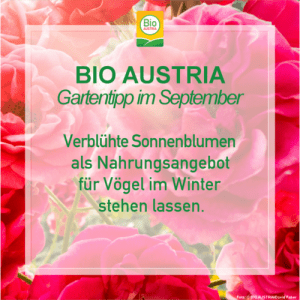Gartentipp im September