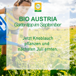 Gartentipp im September