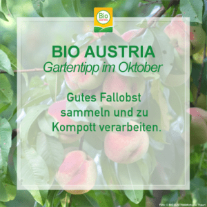 Gartentipp im Oktober
