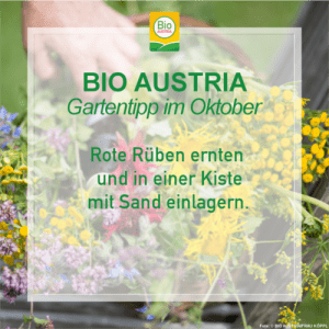 Gartentipp im Oktober