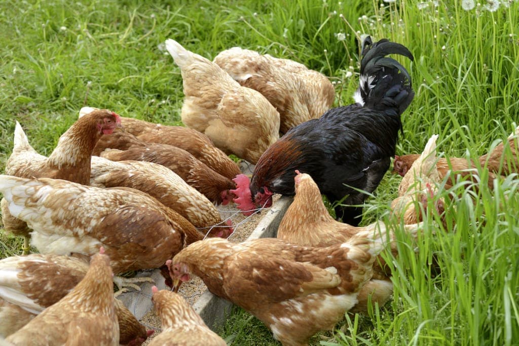 Hühner und Hahn beim fressen