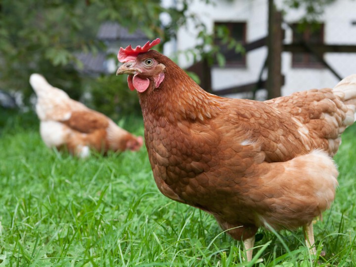 Hühnerauslauf