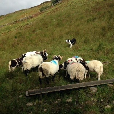 Schafe mit Hirtenhund auf der Weide