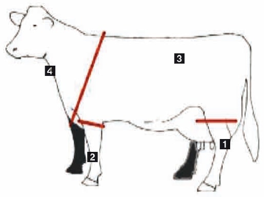 Veranschaulichung der Körperzonen eines Rindes