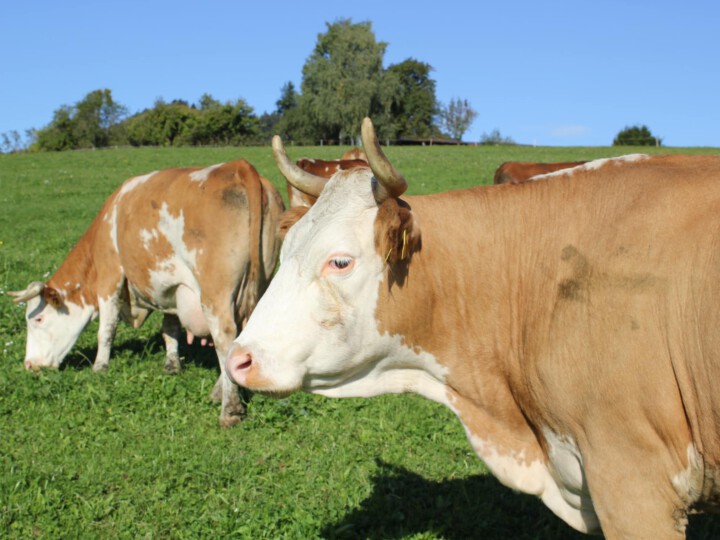 Milchkühe auf der Weide