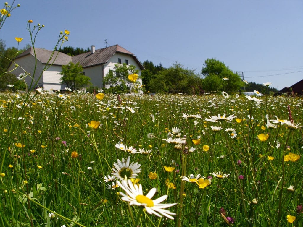 Wiese mit verschiedenen Blumen und Haus im Hintergrund