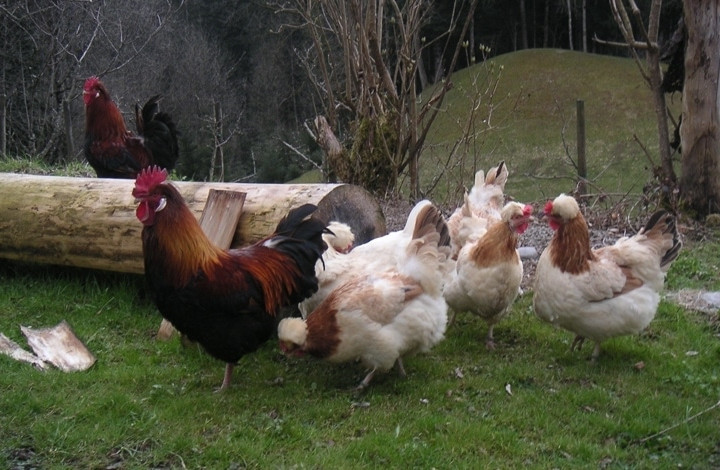 Hühner und Hahn im Freilaufgehege