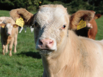 Titelbaltt Jahresbericht 2016 mit Kalb