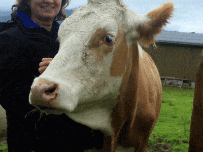 Veronika Edler mit einem Rind