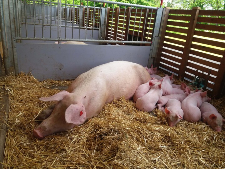 Schweinemutter mit ihren Ferkeln im neuen Abferkelstall