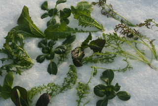 Blätter von Winersalaten im Schnee