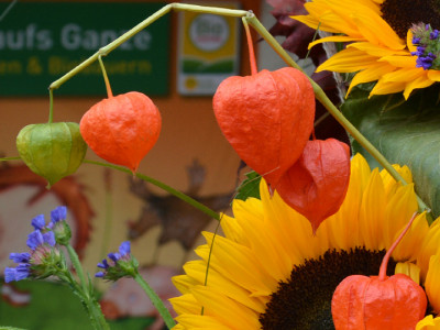 Sonnenblumen auf einer Bühne am Biofest in Graz