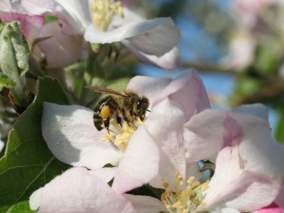 Biene auf einer Blüte