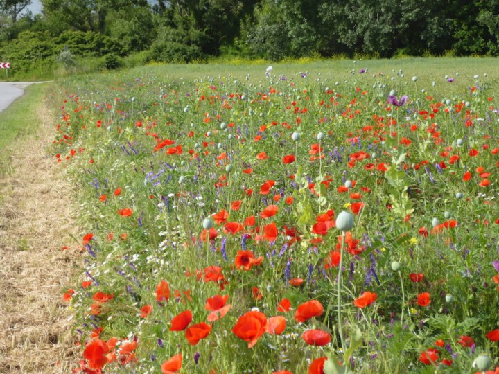 Blühstreifen auf einem Feld
