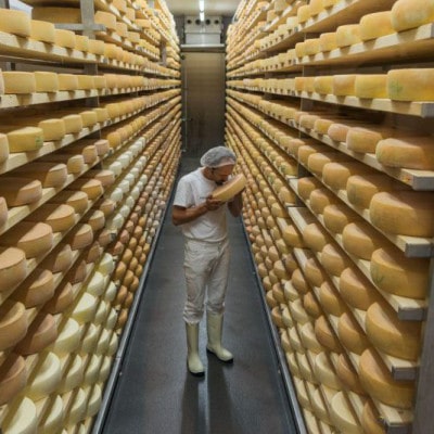 Mann riecht am reifen Käse im Käselager