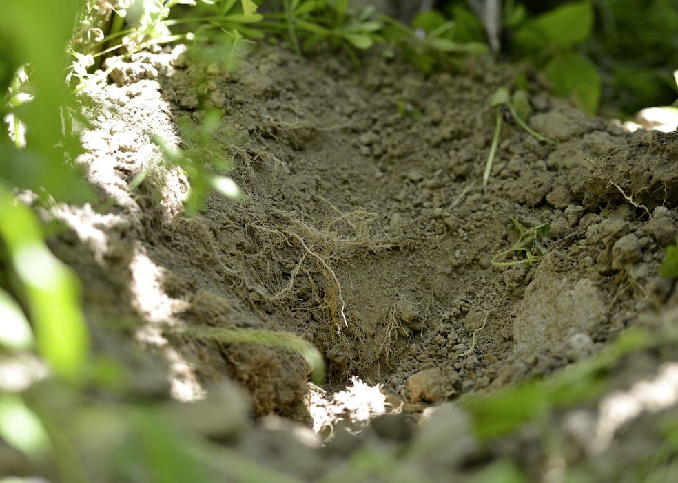 Erde und kleine Wurzeln