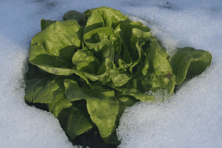 Salatkopf am Acker im Schnee.